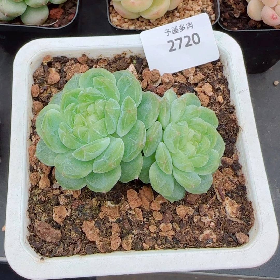泼天富贵，2720多肉植物