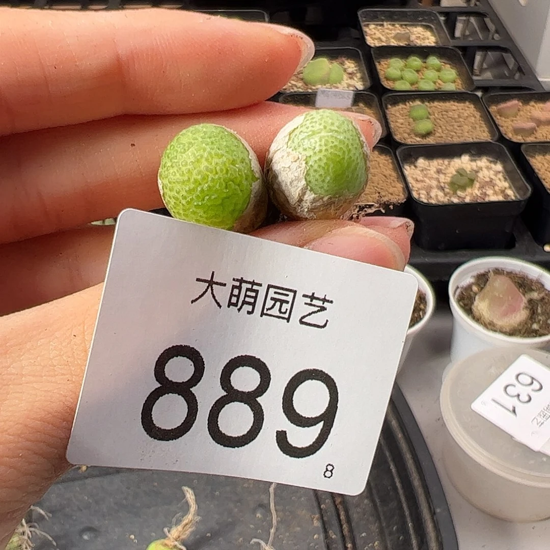 0000889 一物一拍。