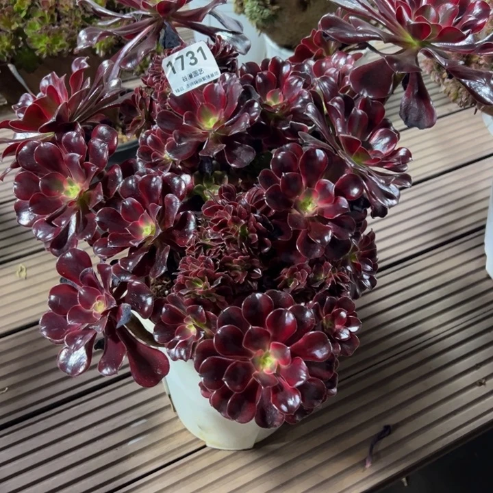 爱***诺1731美杜莎缀化包邮顺丰保价