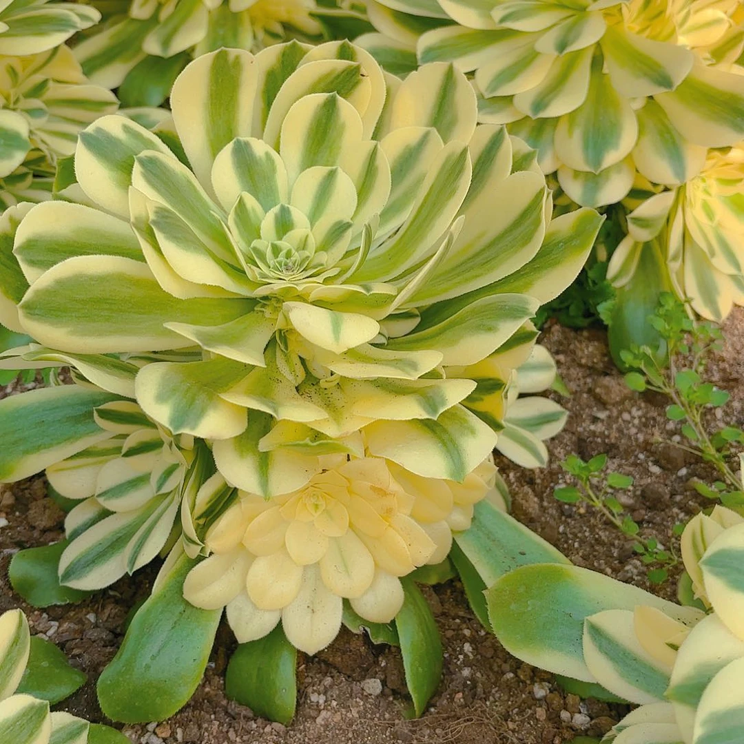 两颗新尼亚手捧多肉植物