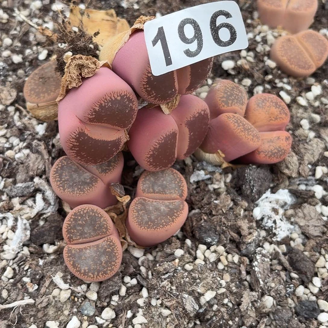 生石花一物一拍196