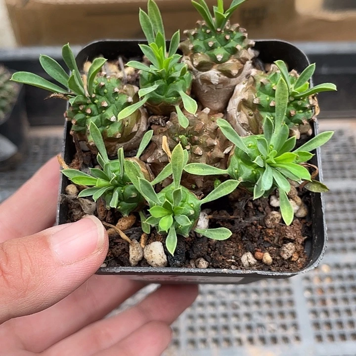 779峨眉山仙人球植物