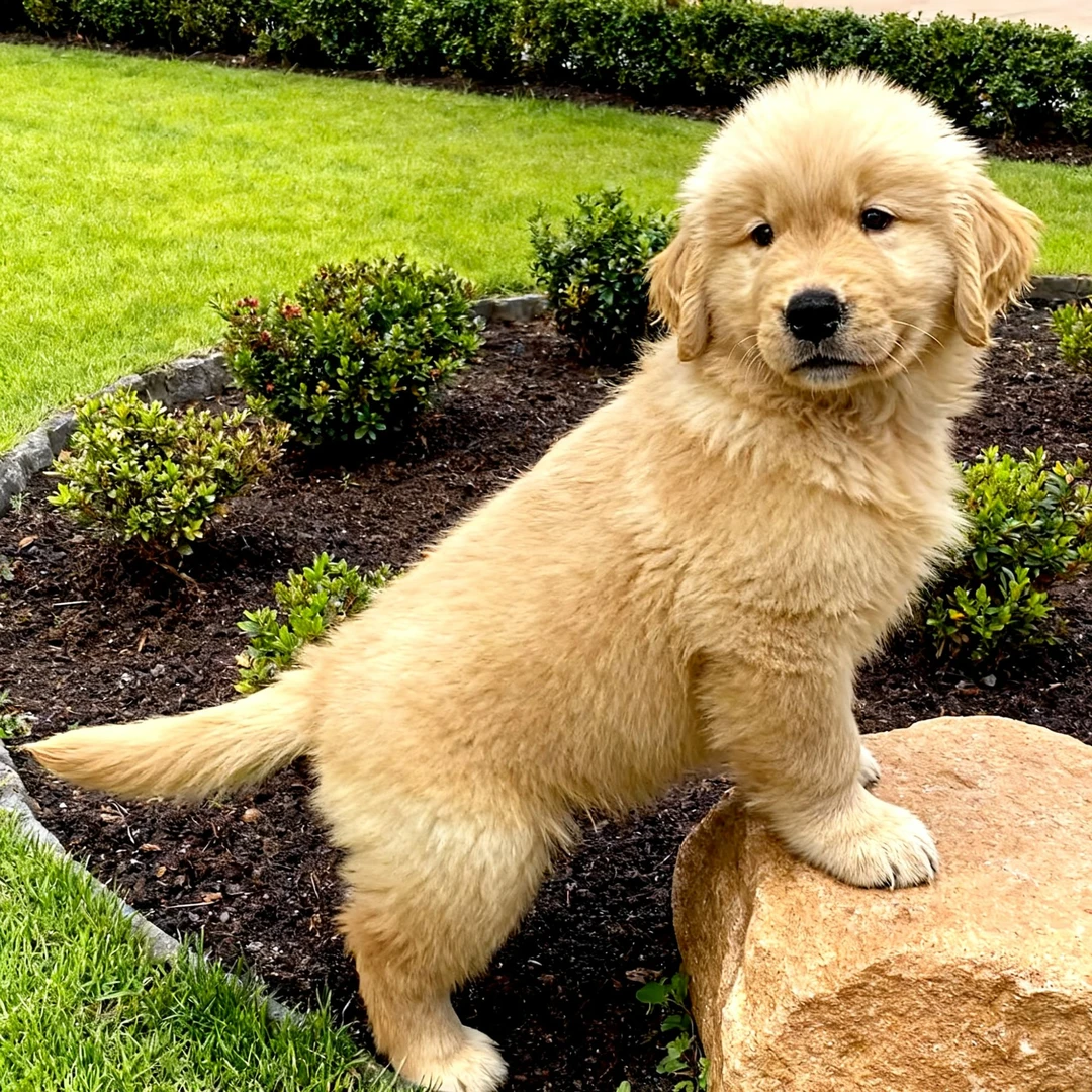 金毛幼犬小狗护院宠物狗活物大骨架可爱猎犬超萌大头高智商看家狗