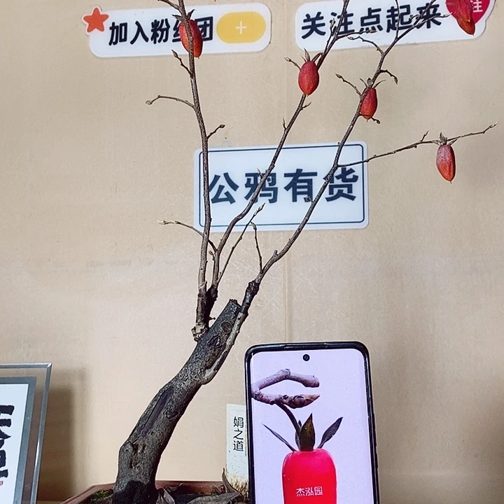 木***棠无花朵哈哈哈哈哈