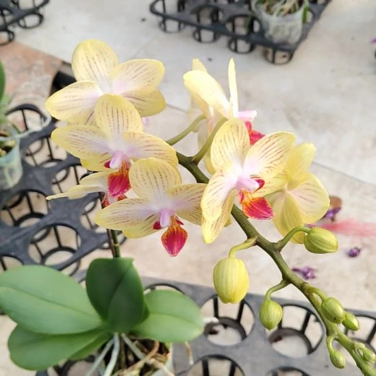 完全开放黄金宝贝福利价