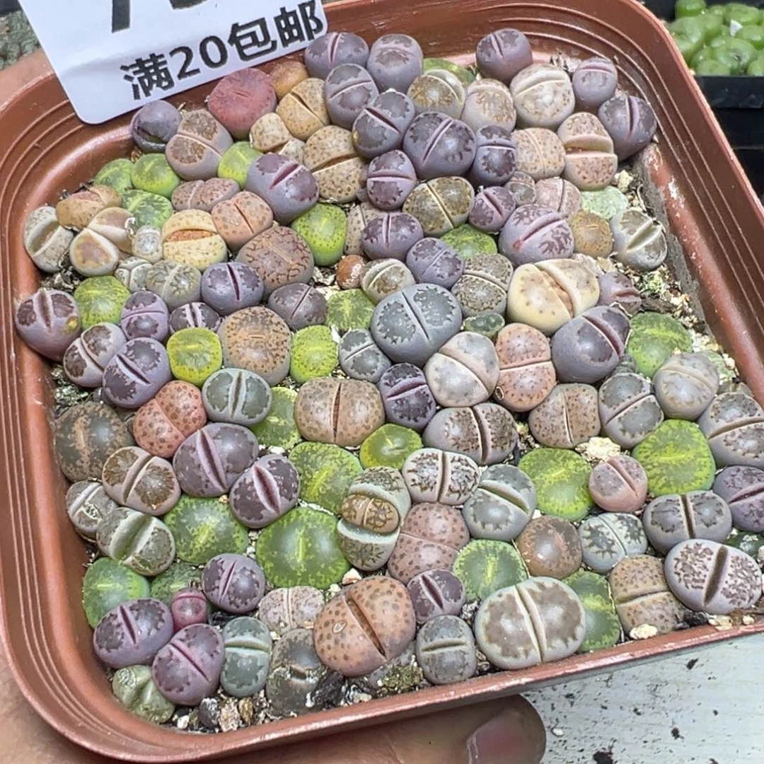 【闪购商品】 731。