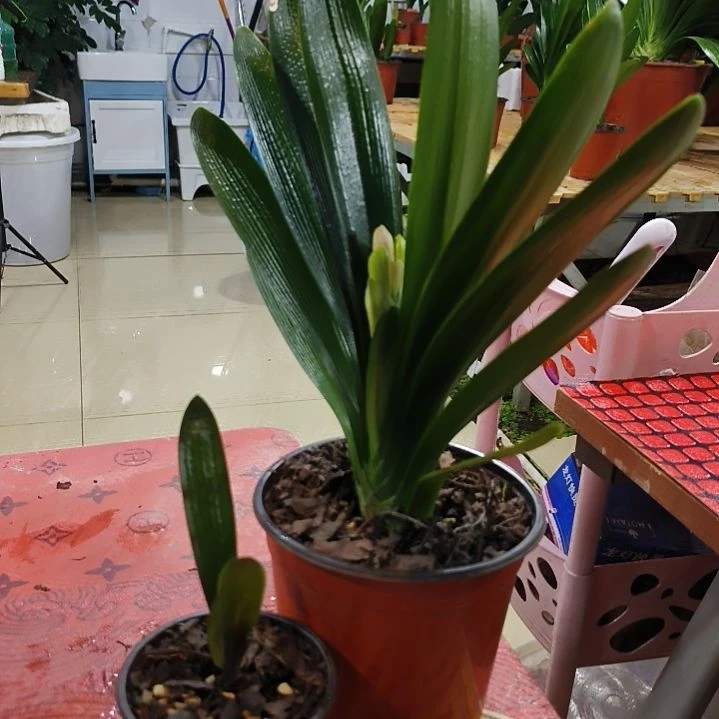 完全开放“鑫子兰苑”杜杜