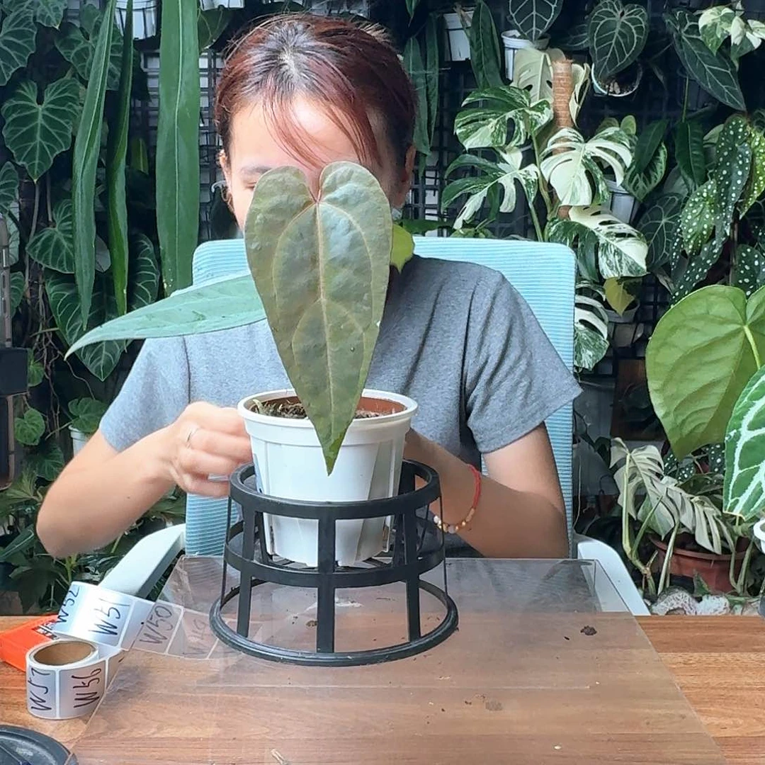 心***、完全开放一物一拍W47