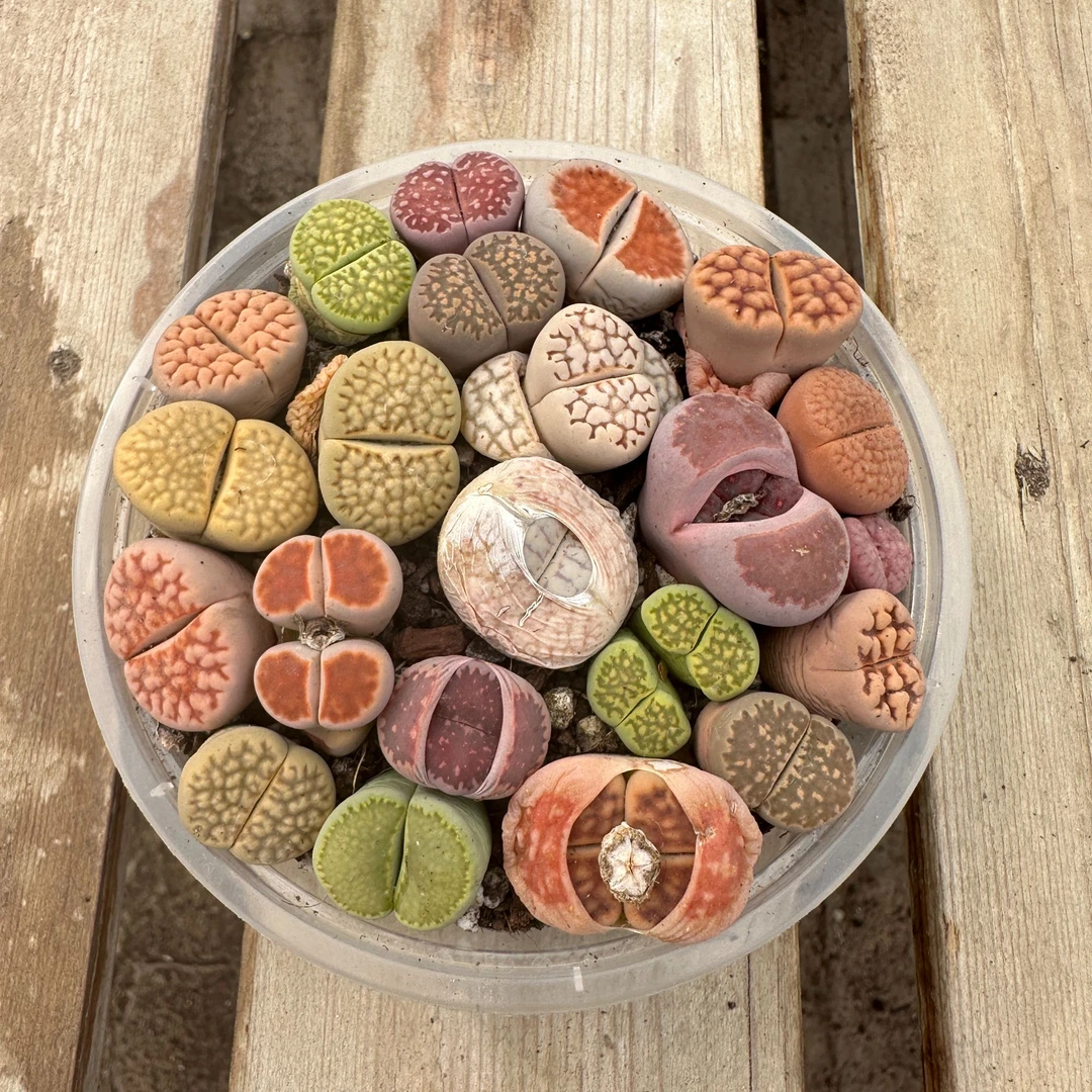 生石花彩拼20颗（3年苗）