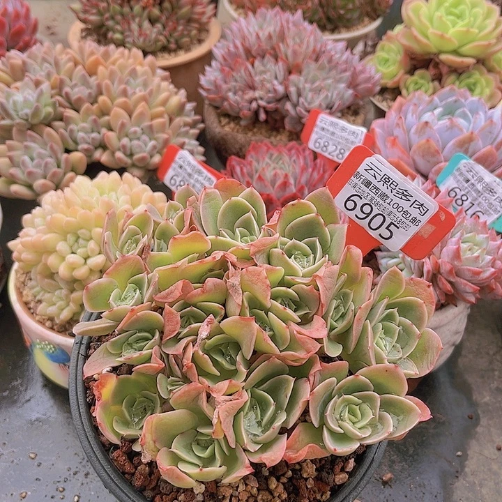 6905星娜塔朵朵缀。