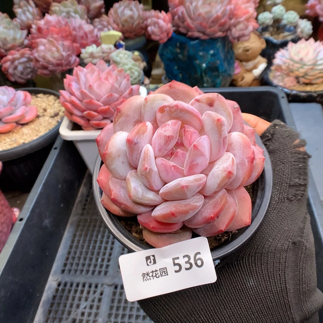 536粉星影多肉植物66666