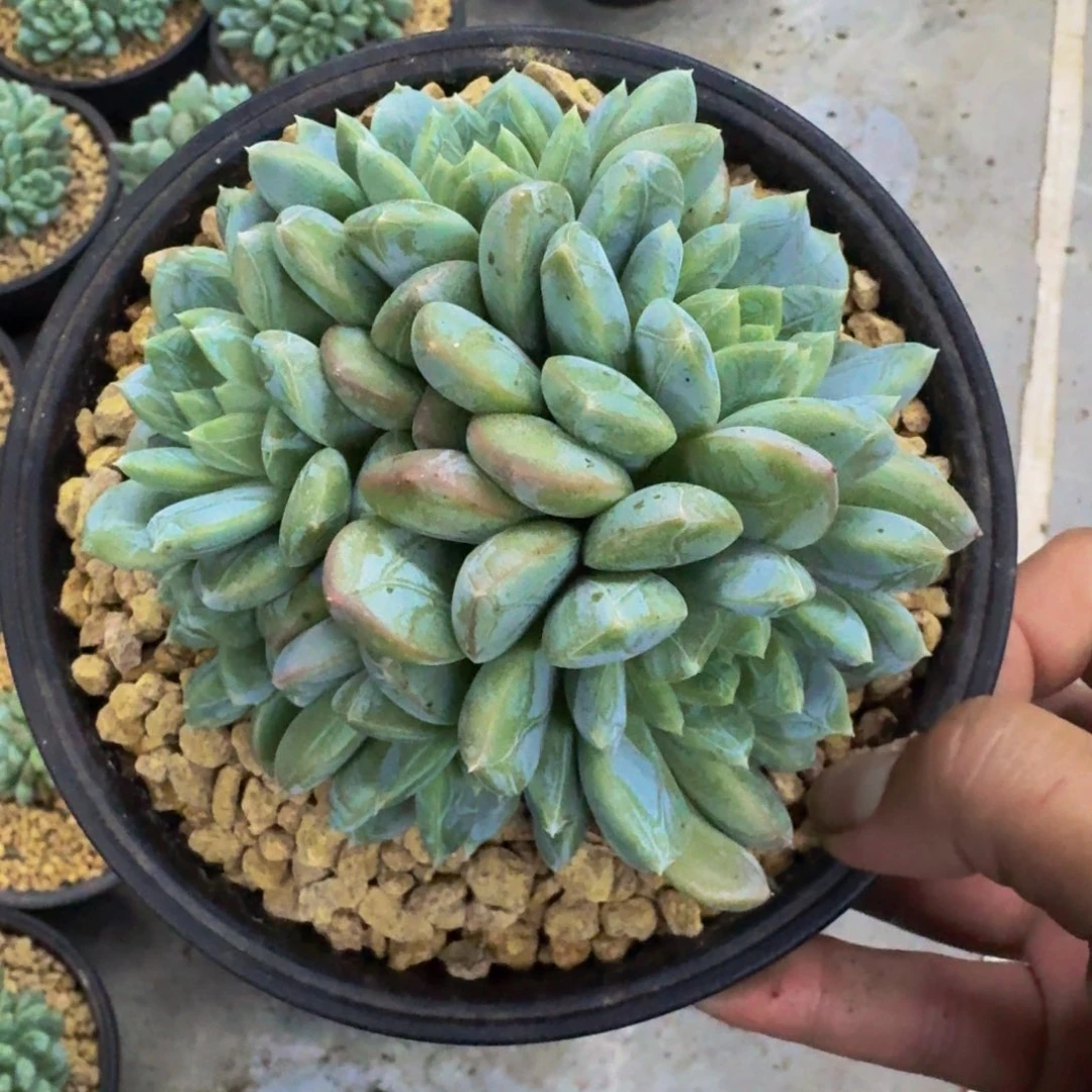 百达翡翠 群生  一物一拍