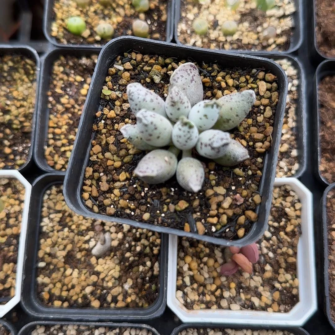 海豹水泡一物一拍