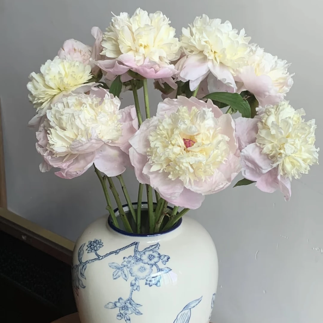 【杨鹏鲜花】凤羽落金池 芍药（生花苞发货养护找客服）