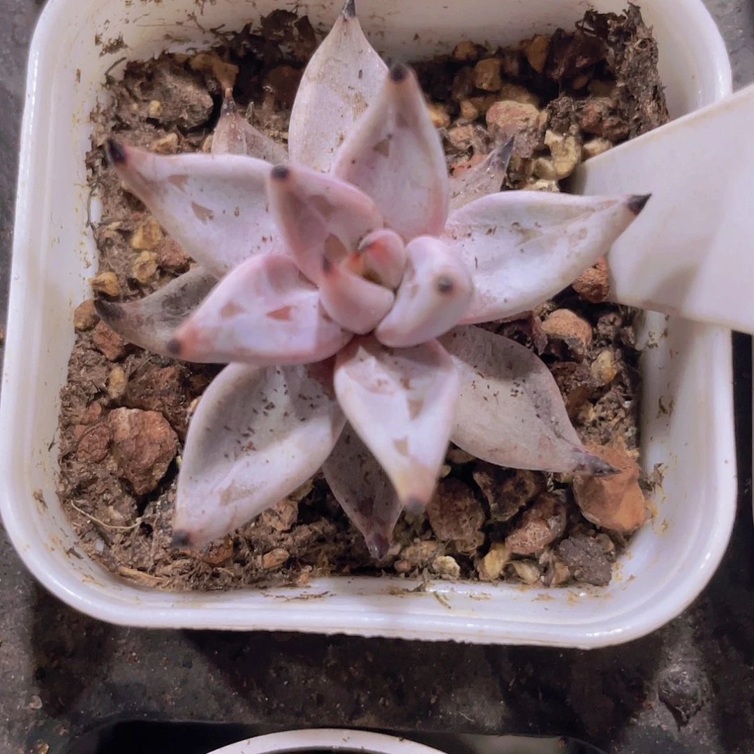 魔爪w071一物一拍