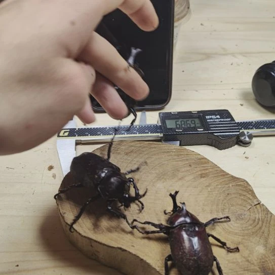 独角仙成虫单公 免费送