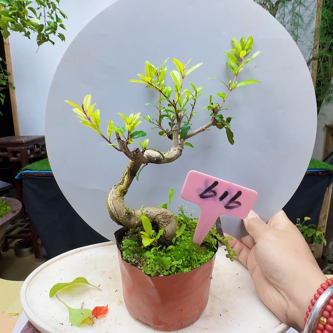 羽***尘无花朵宫灯石榴地方和内牛满面