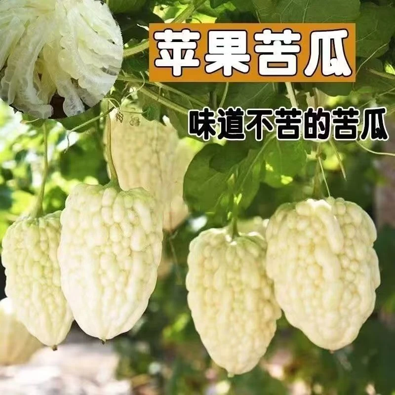 【苹果苦瓜种子】苹果苦瓜种子四季种植盆栽地栽阳台小院