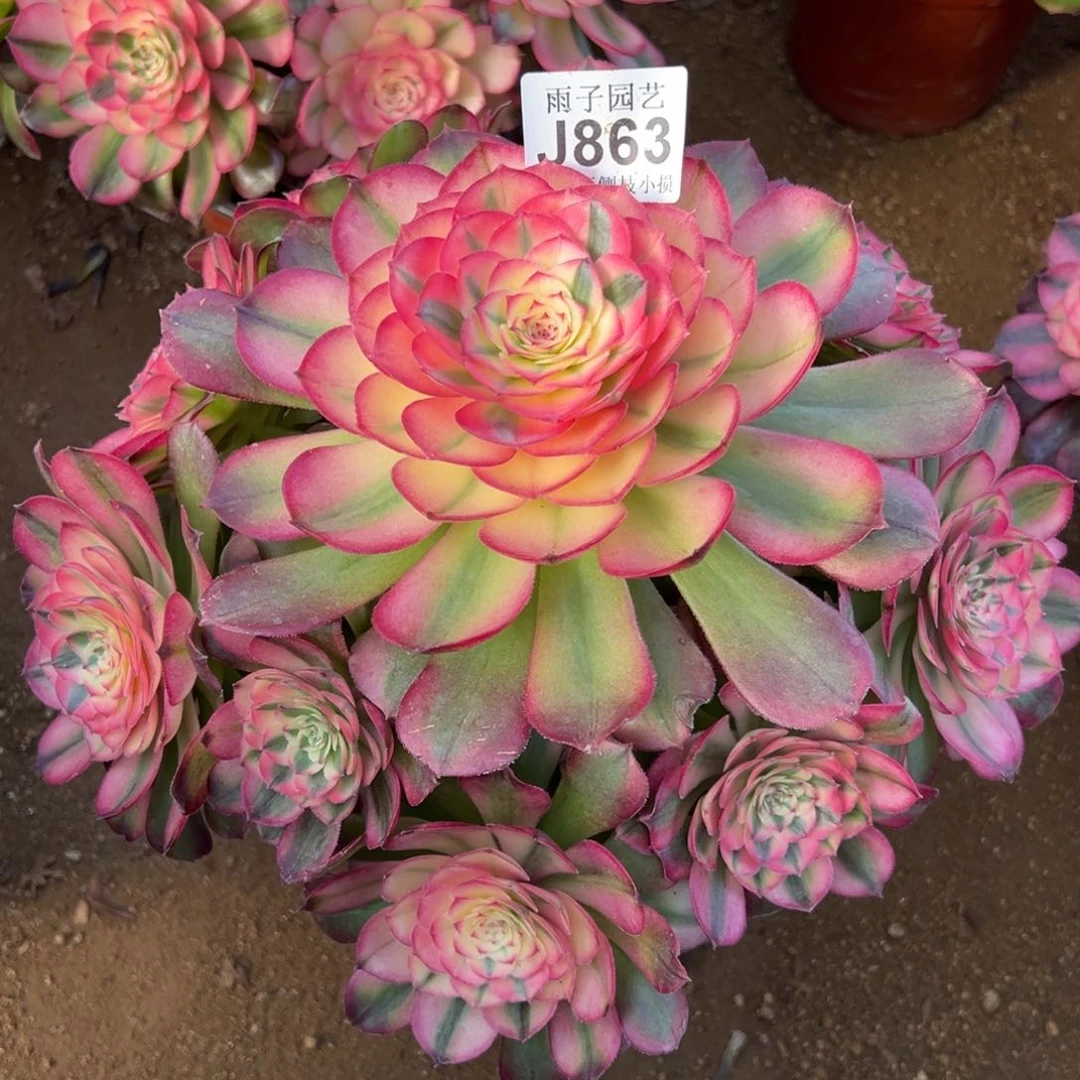 863荔枝尺寸28左右