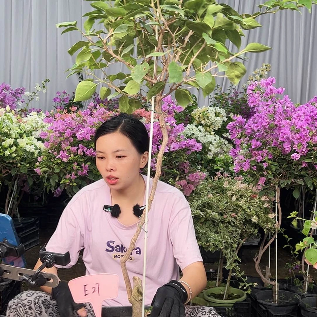 笑***生大部分花苞少量开放E27不甜