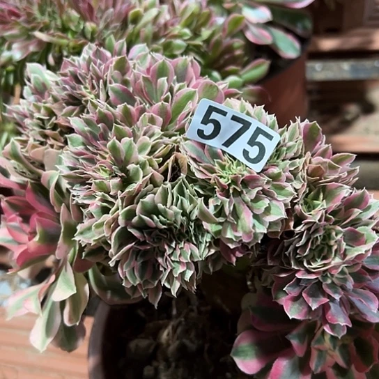 J***y多肉植物一个女郎575