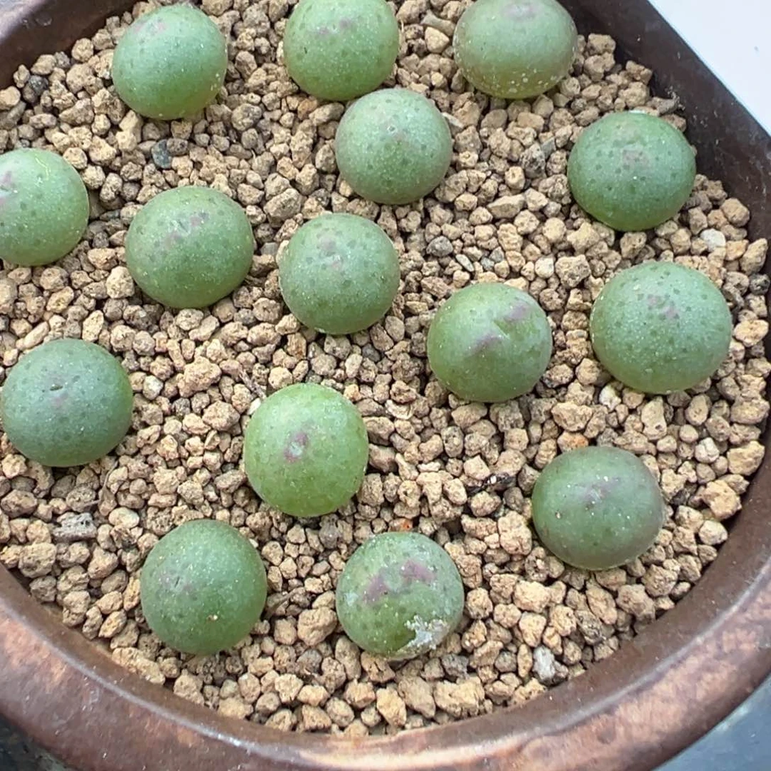 17-154量拍458皮卡丘一颗