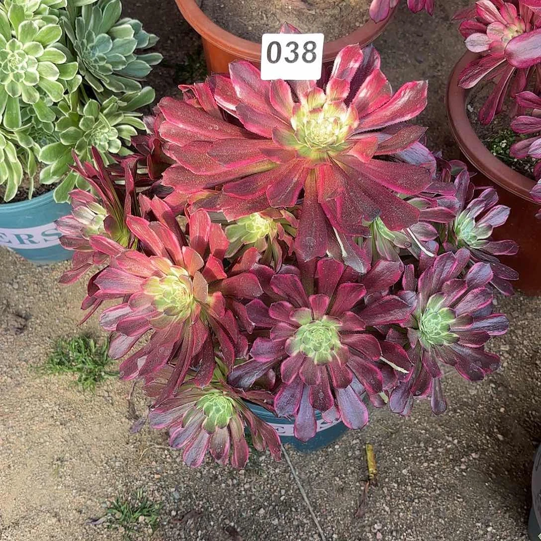 多肉法师紫浪038