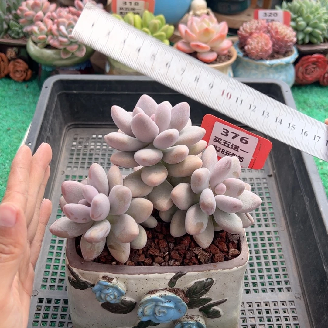 表妹精品多肉植物376.