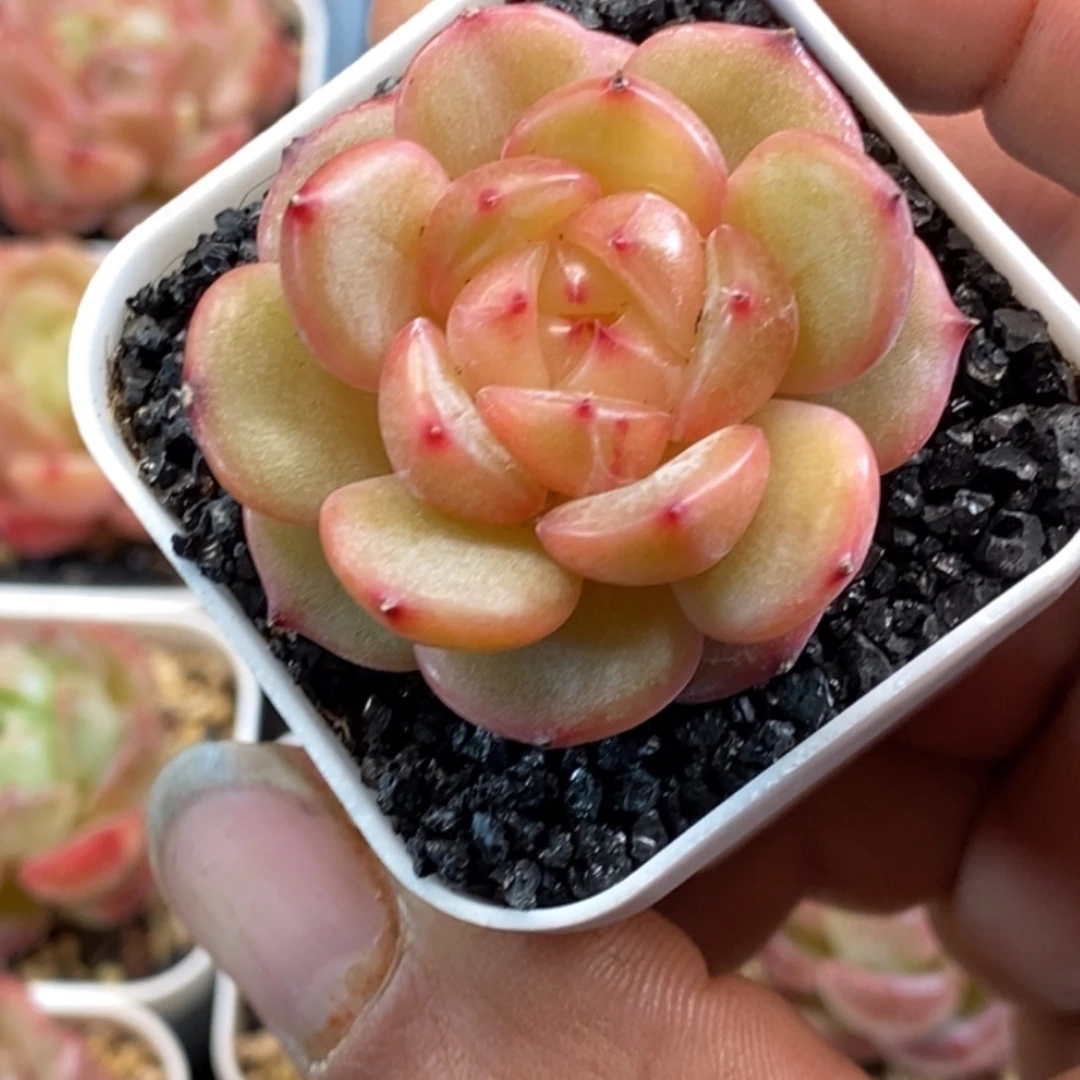 天官赐福百无禁忌