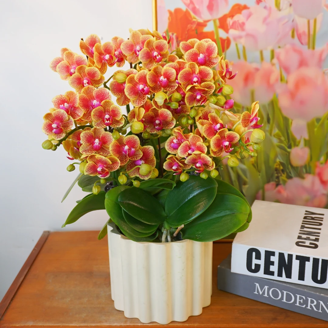 【小橘子】室内蝴蝶兰花盆栽开花株 四季好养护绿植叶片