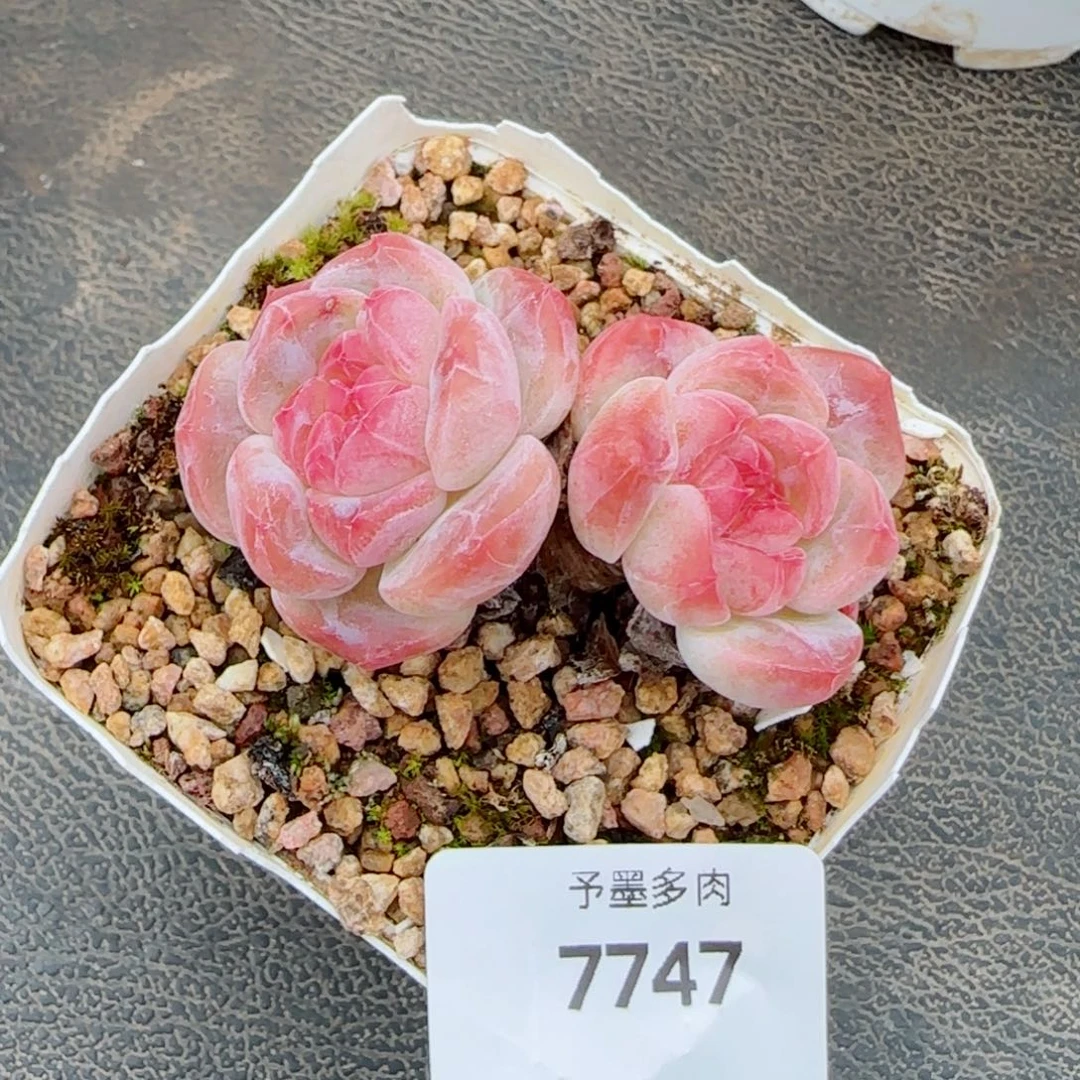 粗桩冰魄福利，7747多肉植物