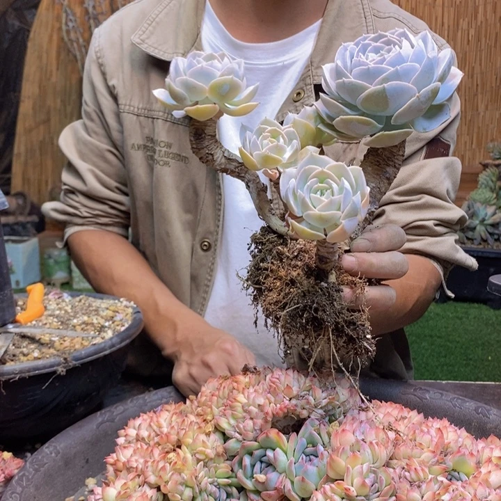 芯***熙279号圣卡多肉植物