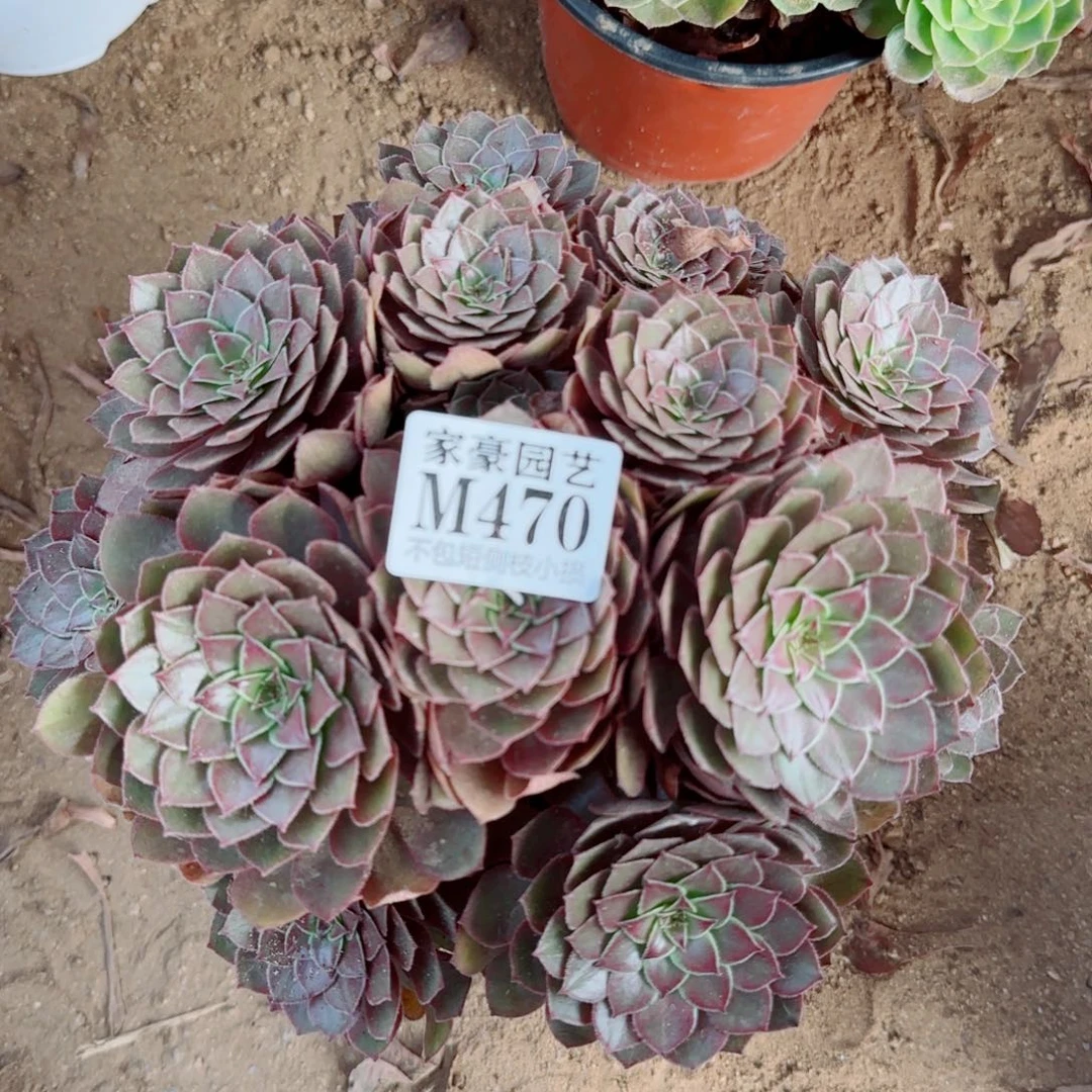 红魔玫瑰470冠幅20