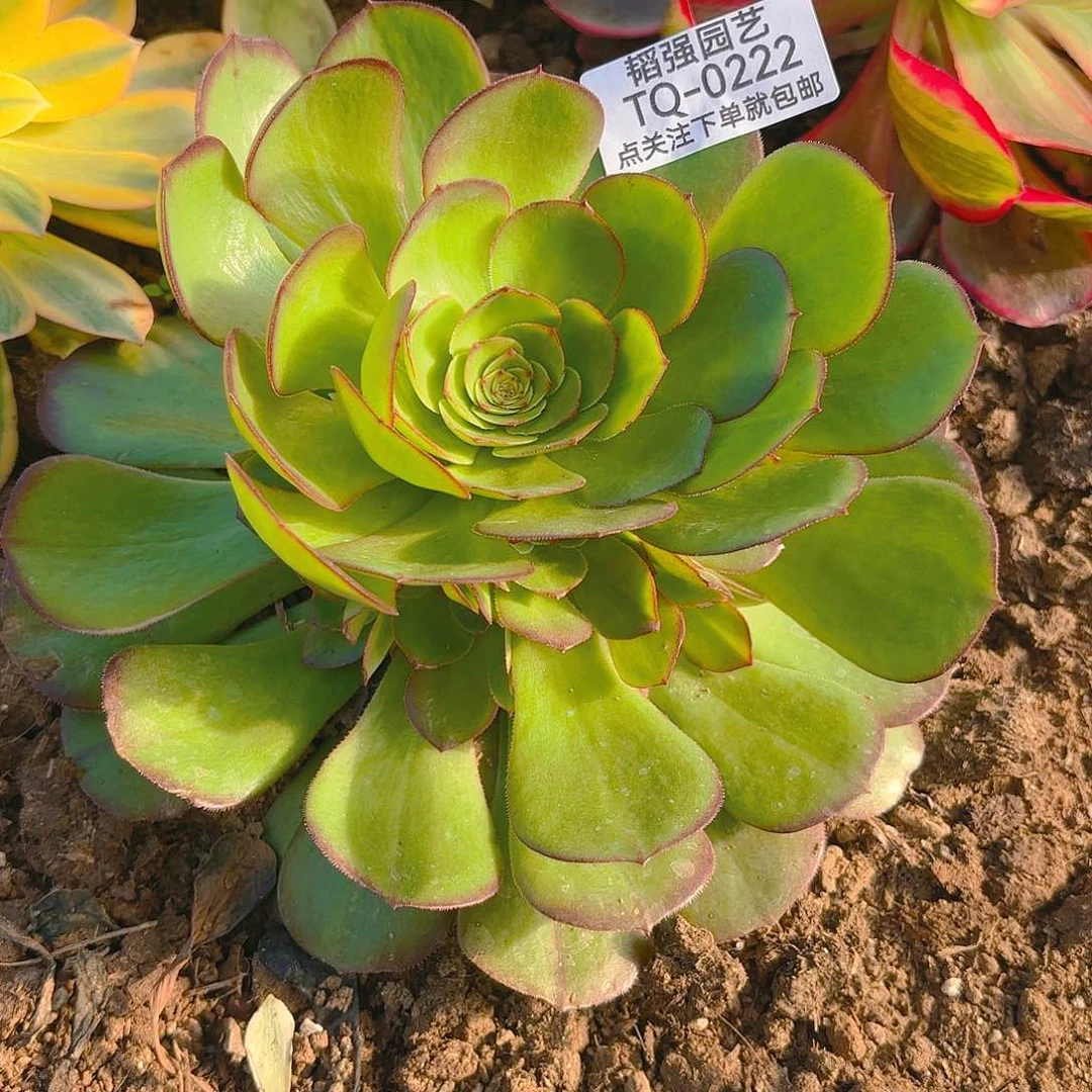 雨荷多肉植物222