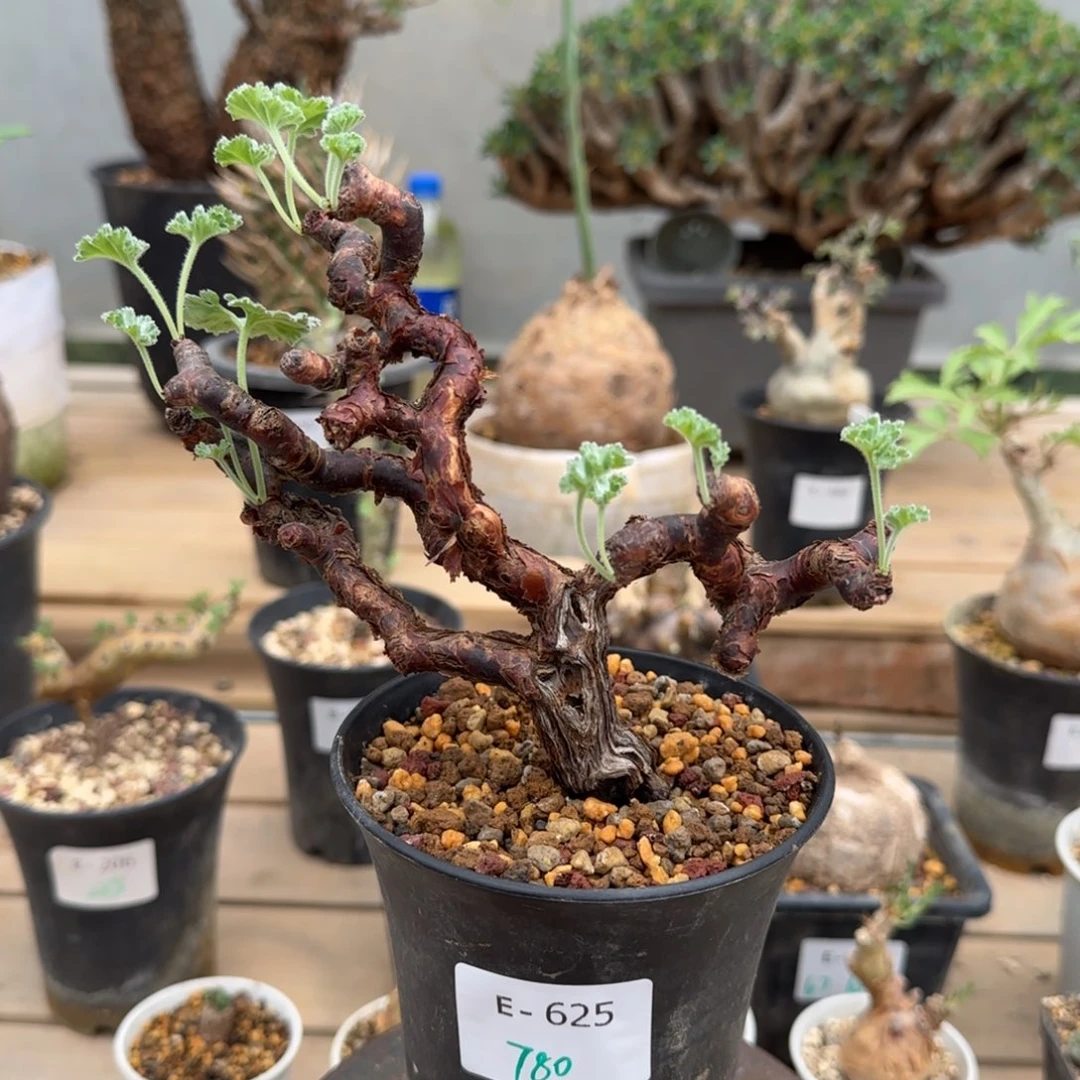 625枝干洋葵块根植物