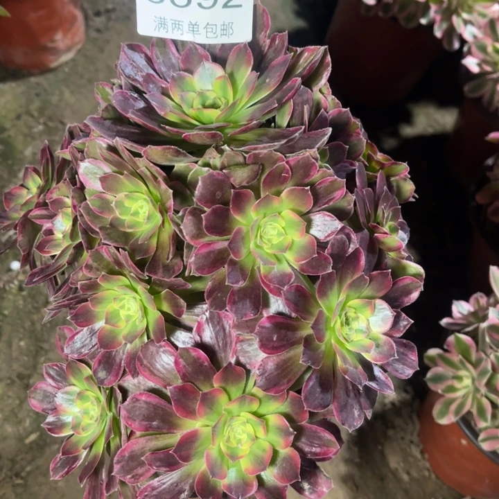 5392安娜的人多肉的