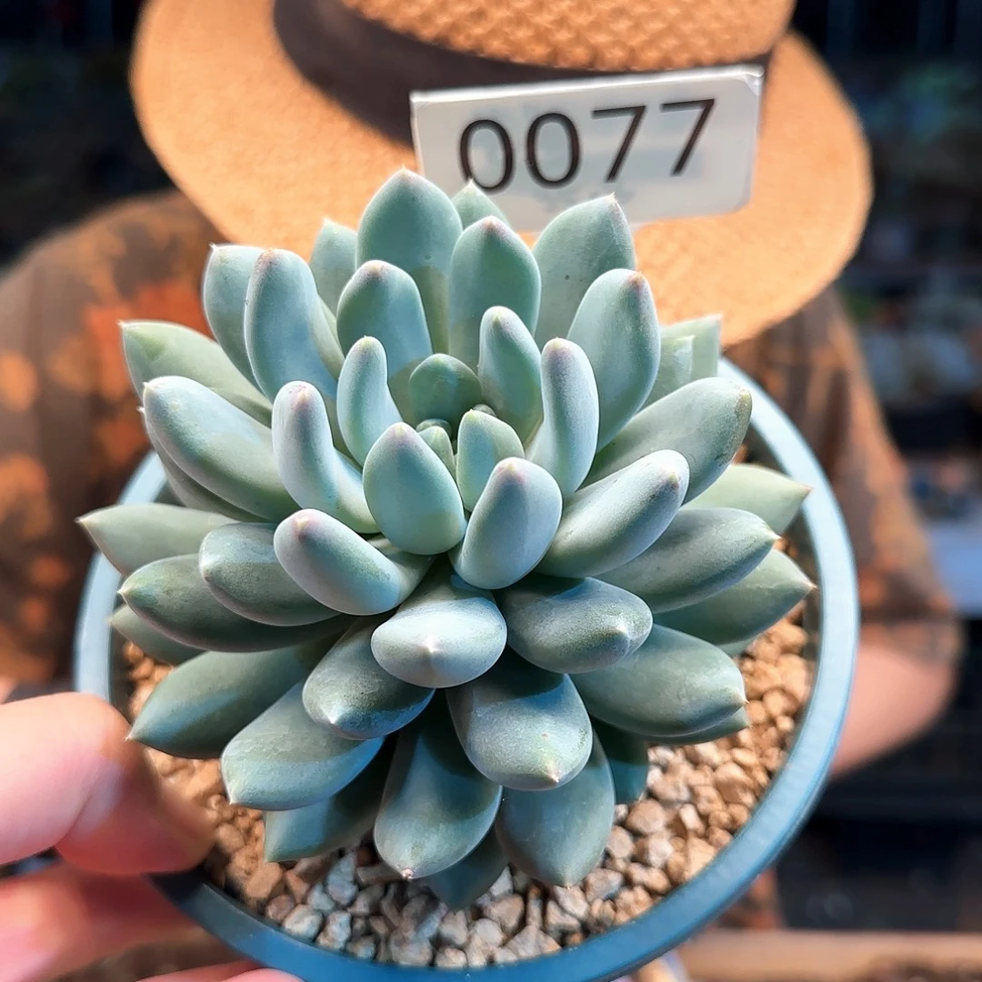 0077号杂38         肉