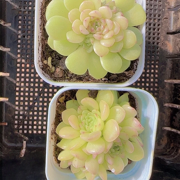 花时光精品多肉65