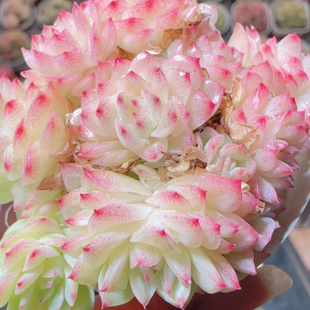 花语逸镜1117-417散