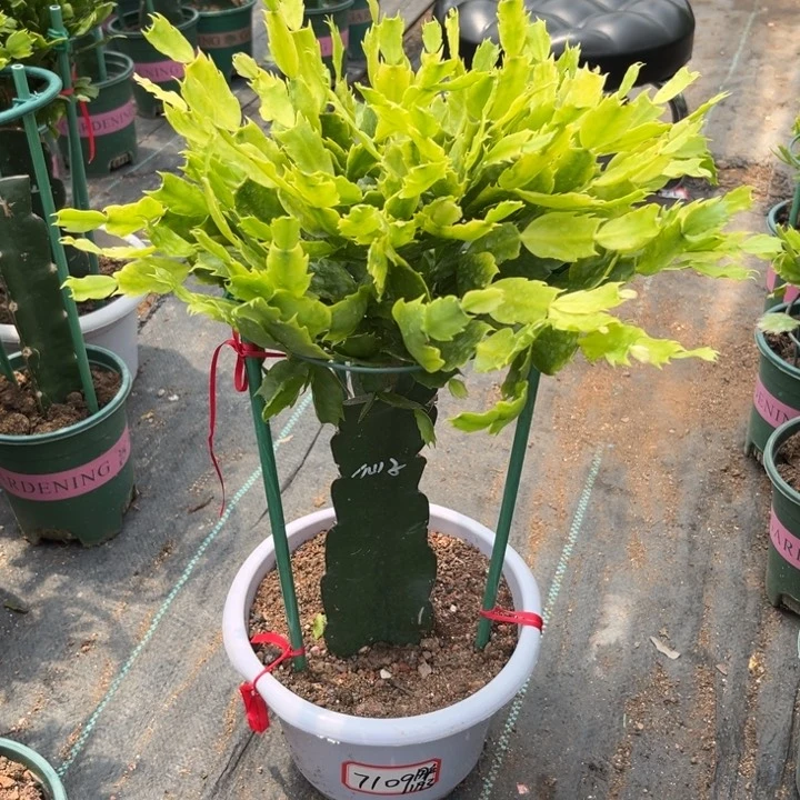 用***9当前无花栽培后可以开花
