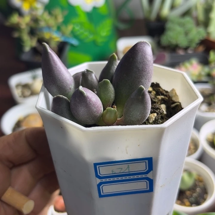 紫肌艺伎海豹可爱621