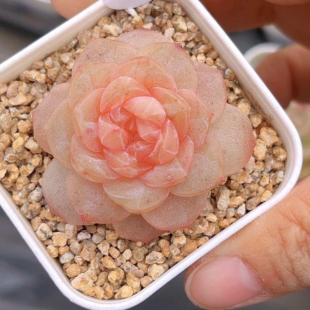 37 若梦  新品珍妮 满18包邮