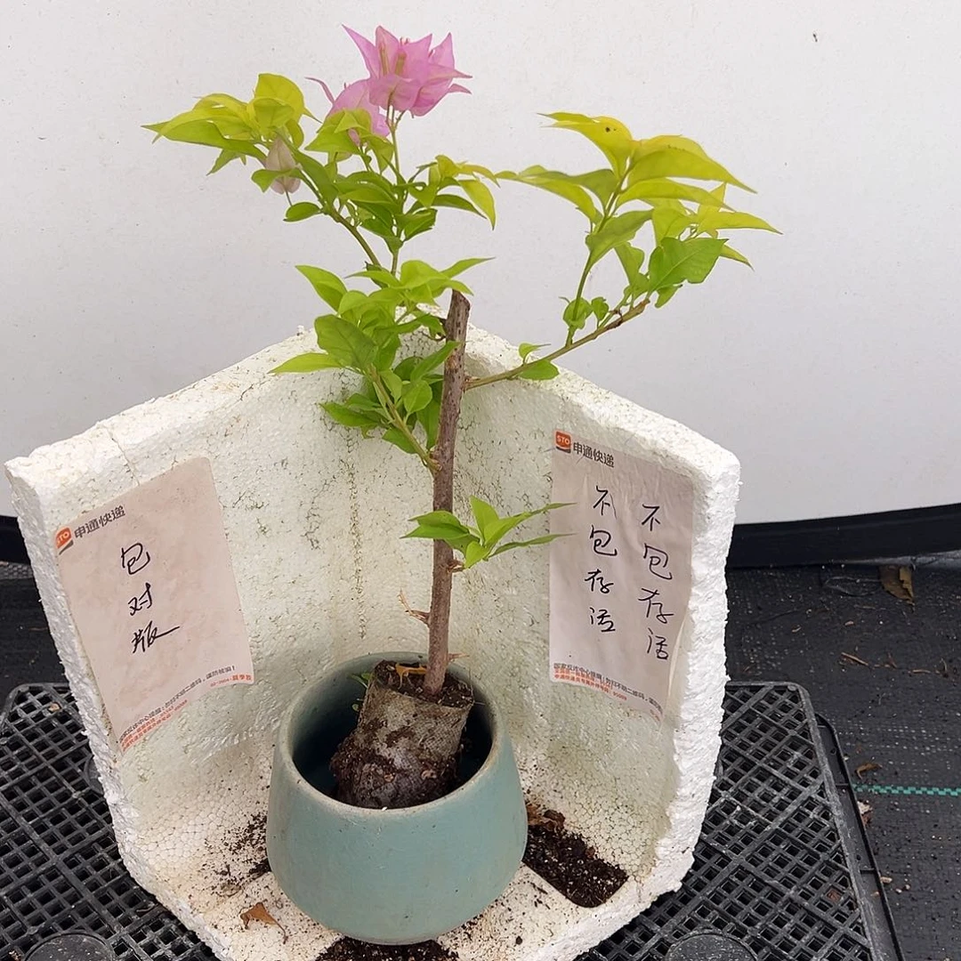 随***心粉红豹袋苗直播专属