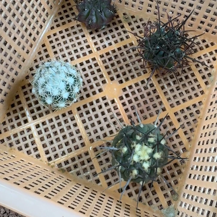 框拍福利1，微瑕疵，不退不换