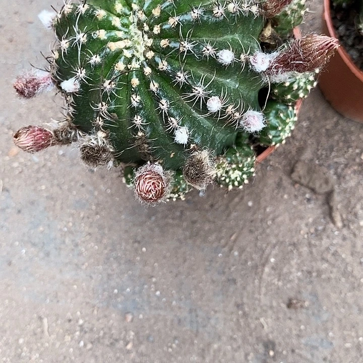 红召和仙人球3577888