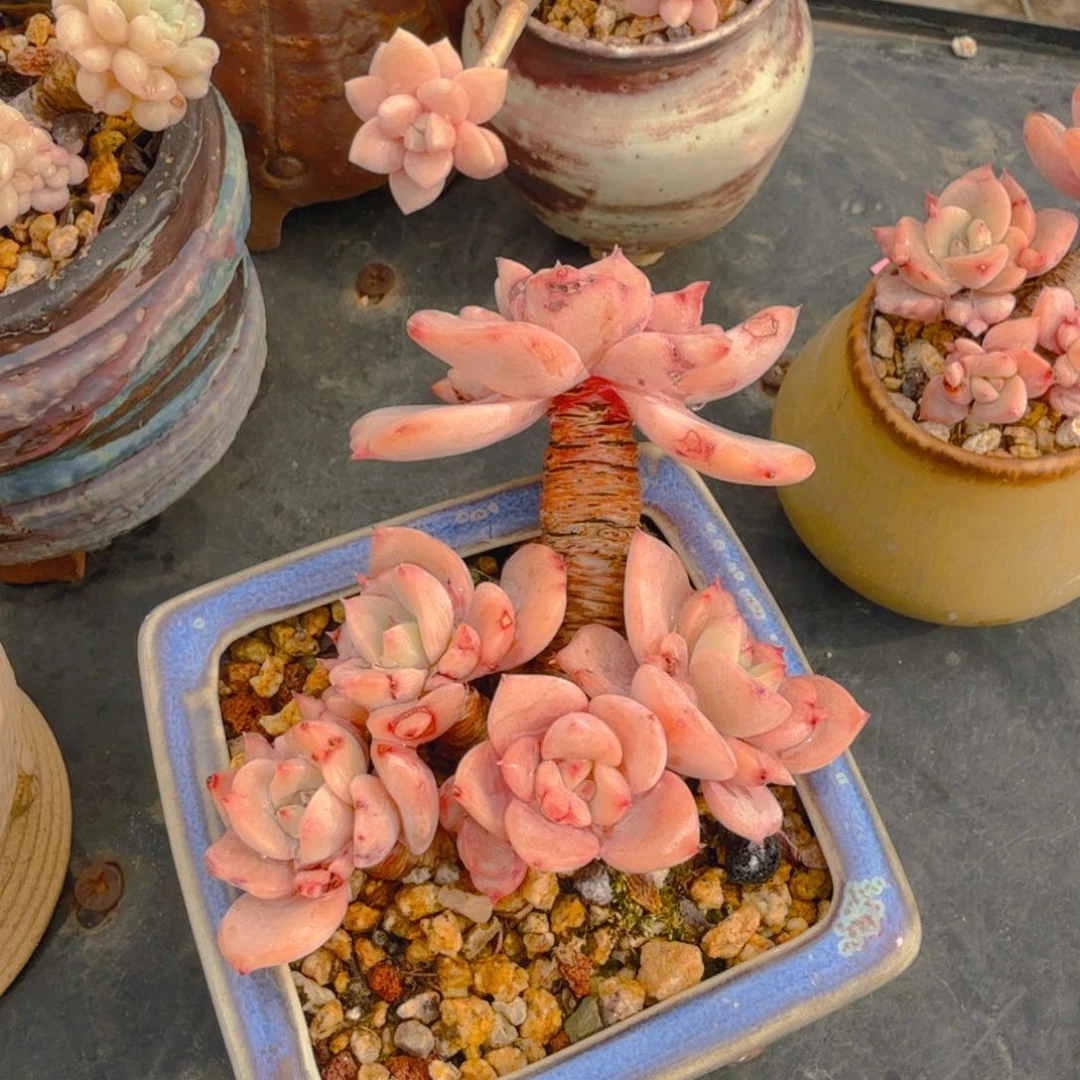 带盆带盆带盆带盆