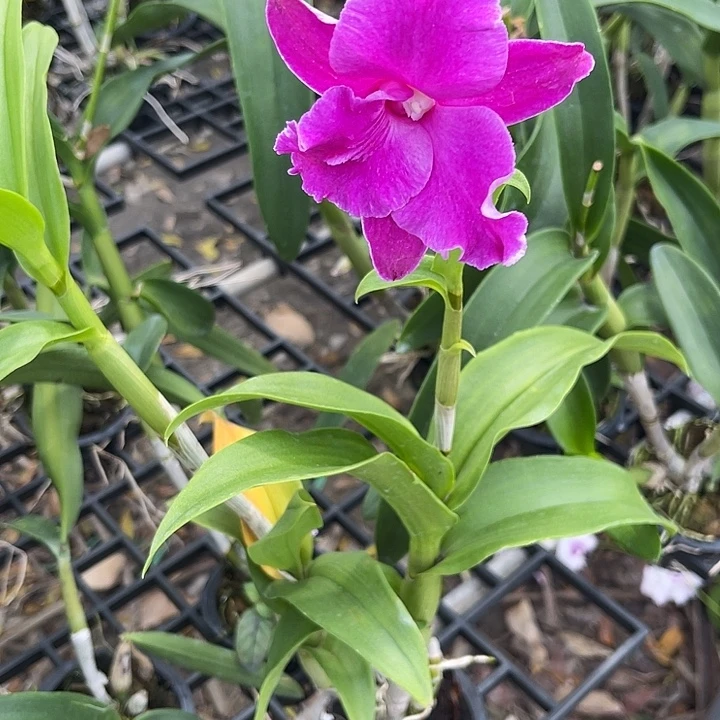 当前无花朵，栽培后可花朵红卡娜435