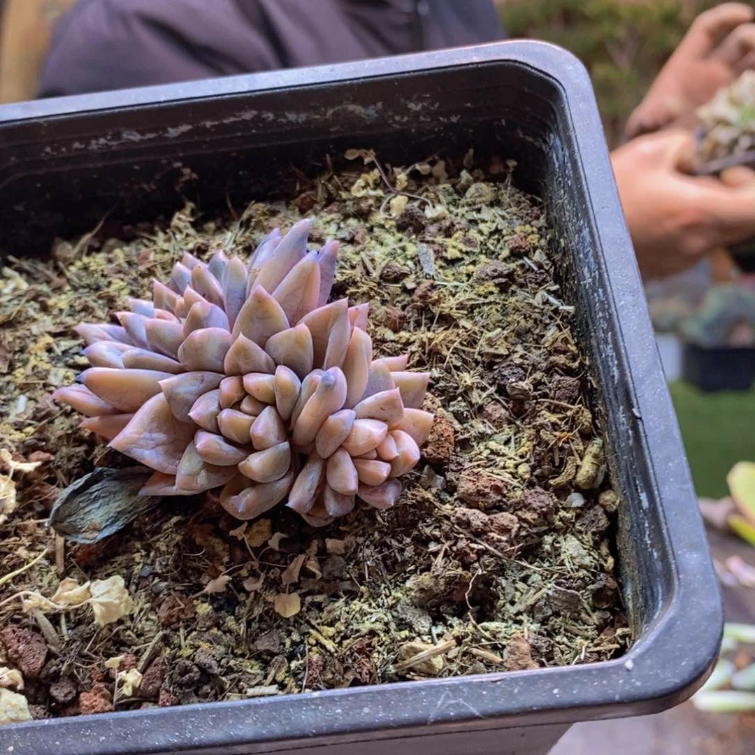 委****?30 号幻影美人00