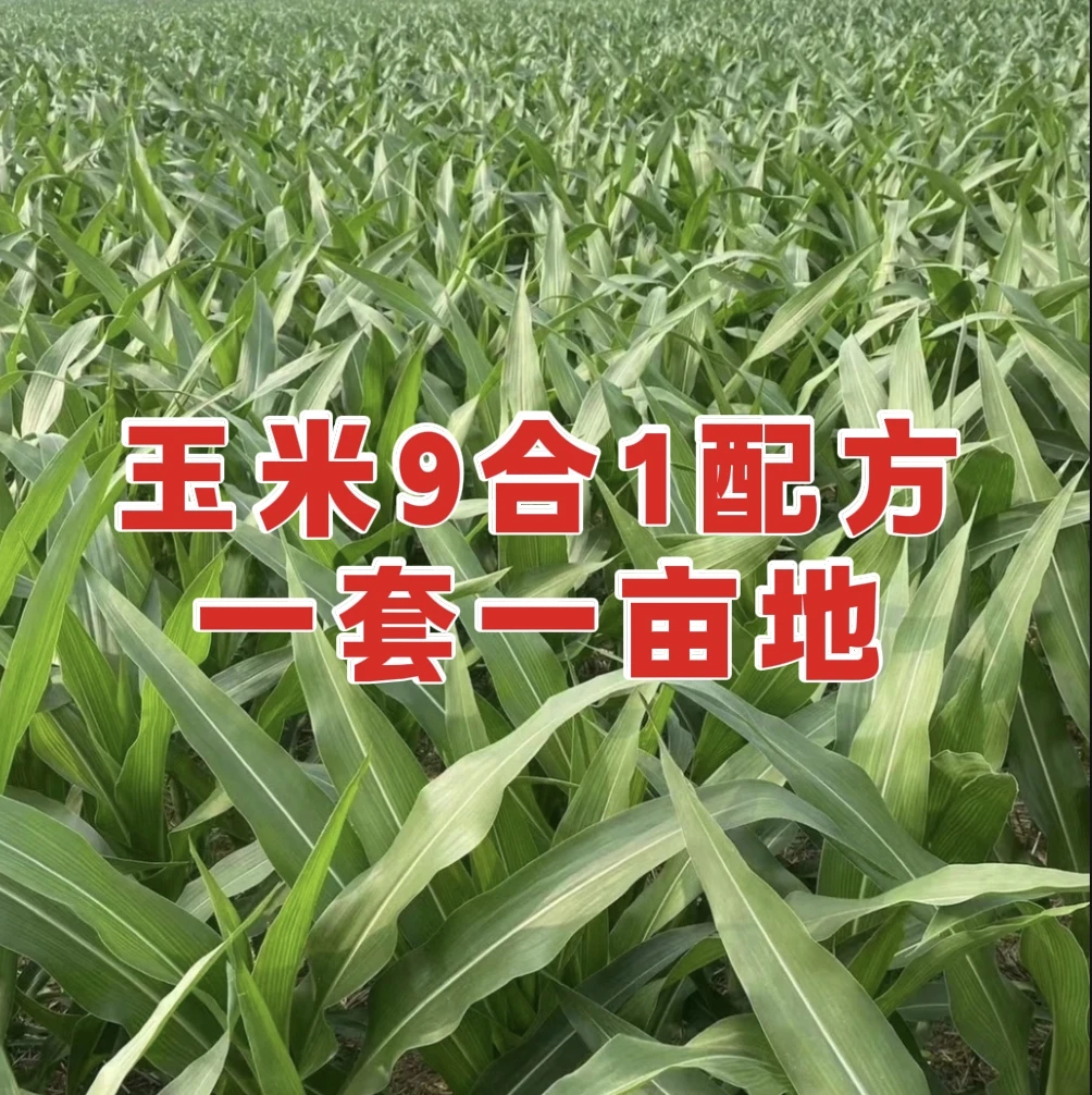 玉米九效合一套餐促进玉米生长营养水溶肥