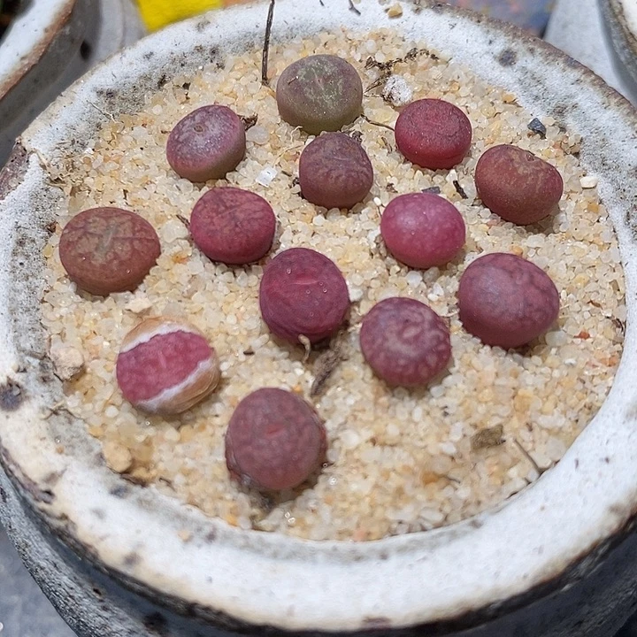 钻墨杂交一颗。